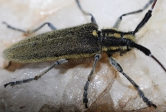 Agapanthia asphodeli