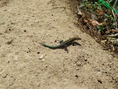 Anatololacerta anatolica