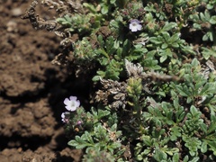 Verbena supina