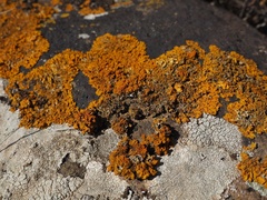 Xanthoria aureola