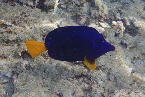 Purple Tang