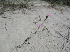Dianthus polymorphus