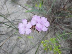 Dianthus polymorphus