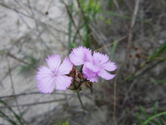 Dianthus polymorphus