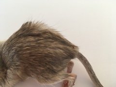 Chaetodipus