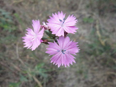 Dianthus polymorphus