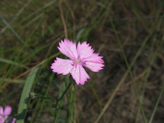 Dianthus polymorphus