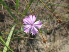 Dianthus polymorphus