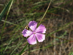 Dianthus polymorphus