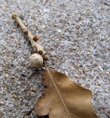 Kermesidae