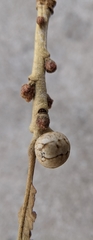 Kermesidae