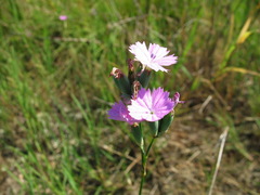 Dianthus polymorphus