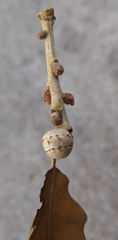 Kermesidae