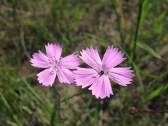 Dianthus polymorphus