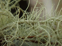 Usnea cornuta