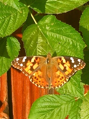 Vanessa cardui
