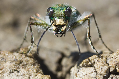 Oblique-lined Tiger Beetle photo 3
