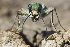 Cicindela tranquebarica vibex