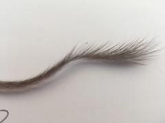 Chaetodipus