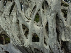 Ophioparma rubricosa