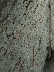 Ophioparma rubricosa