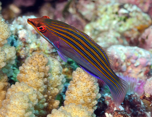 Vierstreep-lipvis (Pseudocheilinus tetrataenia) — Labridae