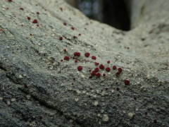 Ophioparma rubricosa