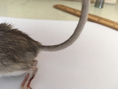 Chaetodipus
