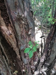 Condamineeae