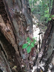 Condamineeae