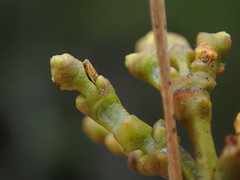 Arceuthobium tsugense contortae