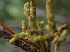 Arceuthobium tsugense contortae