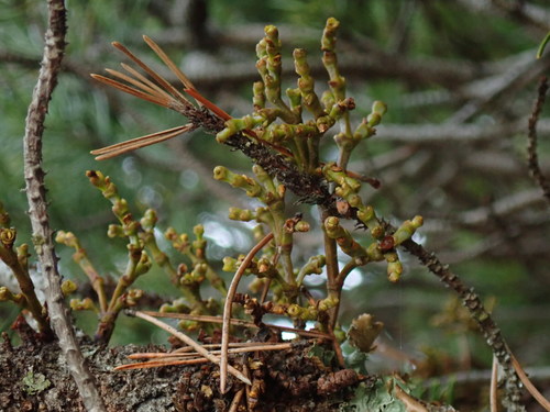 Image of Arceuthobium tsugense by no rights reserved