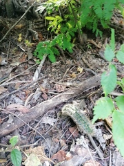 Acanthocereus hesperius