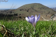 Crocus cancellatus