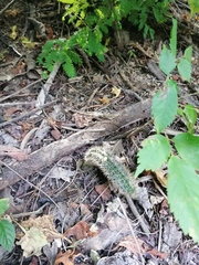 Acanthocereus hesperius