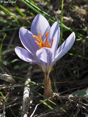 Crocus cancellatus