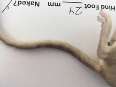 Chaetodipus