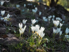 Crocus ochroleucus