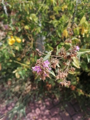 Mirabilis viscosa