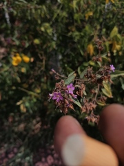 Mirabilis viscosa