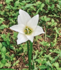Zephyranthes candida