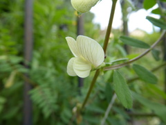 Vicia hybrida