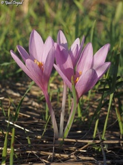 Colchicum hierosolymitanum