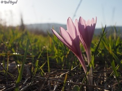 Colchicum hierosolymitanum
