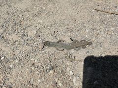 Ophisops elegans centralanatoliae