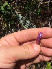 Penstemon personatus