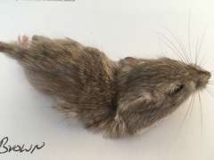 Chaetodipus penicillatus