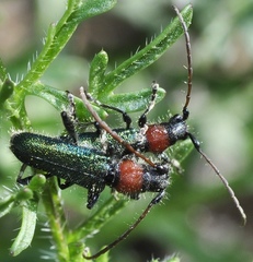 Cartallum ebulinum