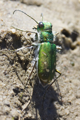 Cicindela tranquebarica vibex